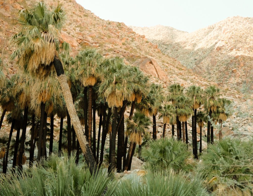 Anza Borrego Mojave Desert Elopement backdrop