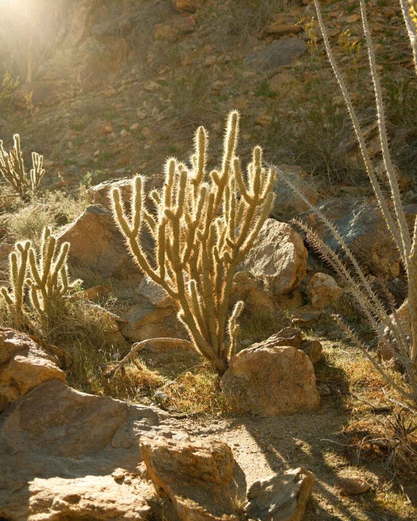 Anza Borrego Mojave Desert Elopement backdrop