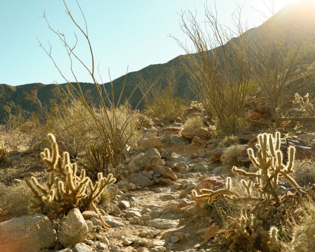 Anza Borrego Mojave Desert Elopement backdrop